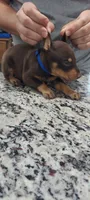 Blue, a male Doberman Pinscher for sale in Dallas, TX – 2 of 2