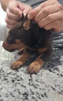 Black, a male Doberman Pinscher for sale in Dallas, TX – 3 of 4