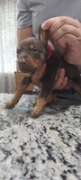 Red, a female Doberman Pinscher for sale in Dallas, TX – 2 of 3