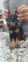 Green, a male Doberman Pinscher for sale in Dallas, TX – 3 of 5