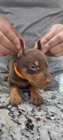 Orange, a female Doberman Pinscher for sale in Dallas, TX – 4 of 5