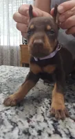 Violet, a female Doberman Pinscher for sale in Dallas, TX – 2 of 3