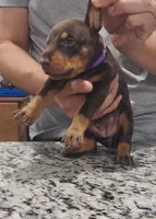 Purple, a female Doberman Pinscher for sale in Dallas, TX – 3 of 4