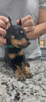 Green, a male Doberman Pinscher for sale in Dallas, TX – 4 of 5