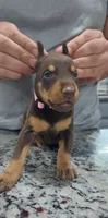 Pink, a female Doberman Pinscher for sale in Dallas, TX – 2 of 4