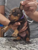 Purple, a female Doberman Pinscher for sale in Dallas, TX – 4 of 4