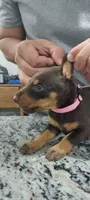 Pink, a female Doberman Pinscher for sale in Dallas, TX – 4 of 4