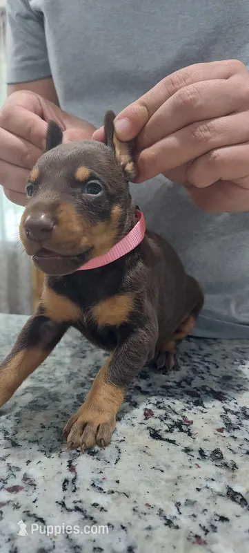 Pink – Doberman Pinscher puppy for sale in Dallas, TX