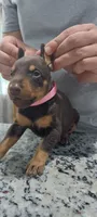 Pink, a female Doberman Pinscher for sale in Dallas, TX – 1 of 4