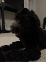 Tatiana , a female Goldendoodle for sale in Lynchburg, VA – 2 of 2