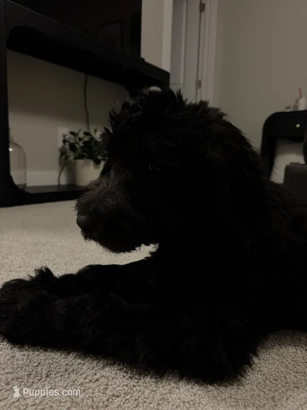 Tatiana  – Goldendoodle puppy for sale in Lynchburg, VA