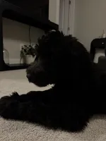 Tatiana , a female Goldendoodle for sale in Lynchburg, VA – 1 of 2