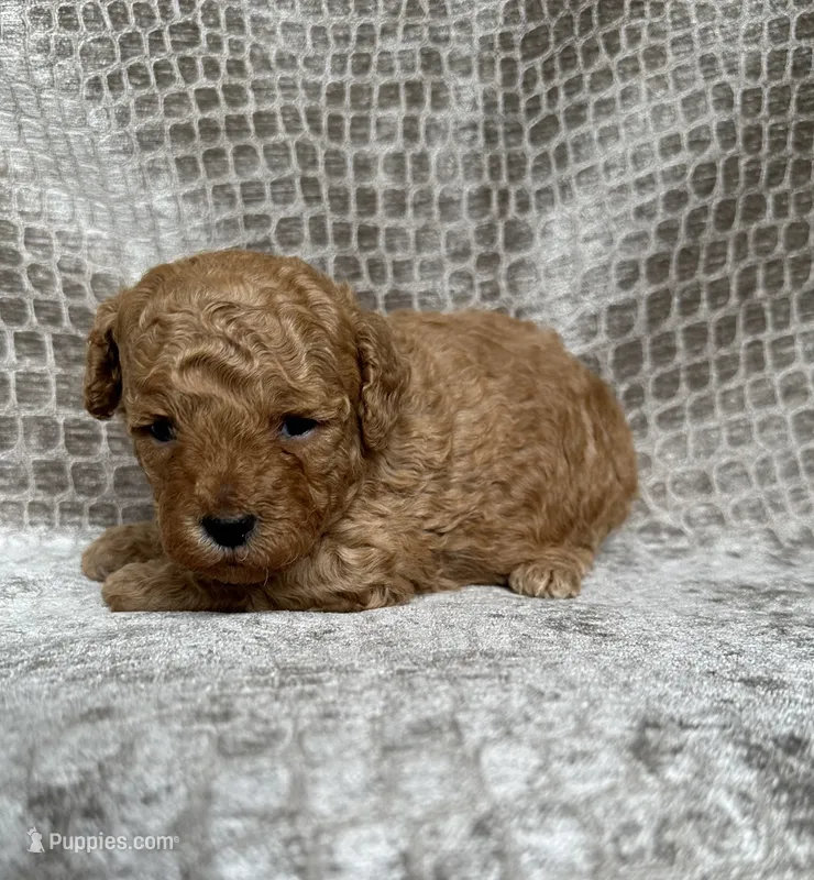 Lime Collar Apricot Female – Poodle - Miniature  puppy for sale in Hot Springs, AR