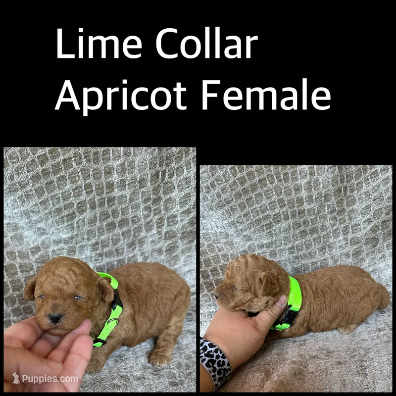 Lime Collar Apricot Female – Poodle - Miniature  puppy for sale in Hot Springs, AR
