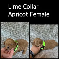 Lime Collar Apricot Female, a female Poodle - Miniature  for sale in Hot Springs, AR – 1 of 1