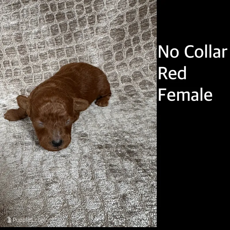 Red Female No Collar – Poodle - Miniature  puppy for sale in Hot Springs, AR