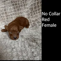 Red Female No Collar, a female Poodle - Miniature  for sale in Hot Springs, AR – 1 of 1
