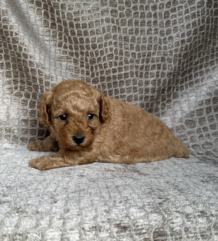 NO Collar Apricot Female – Poodle - Miniature  puppy for sale in Hot Springs, AR