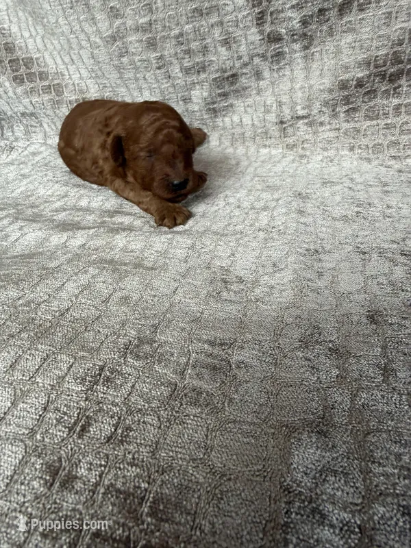Red Male Toy Poodle – Poodle - Toy  puppy for sale in Hot Springs, AR