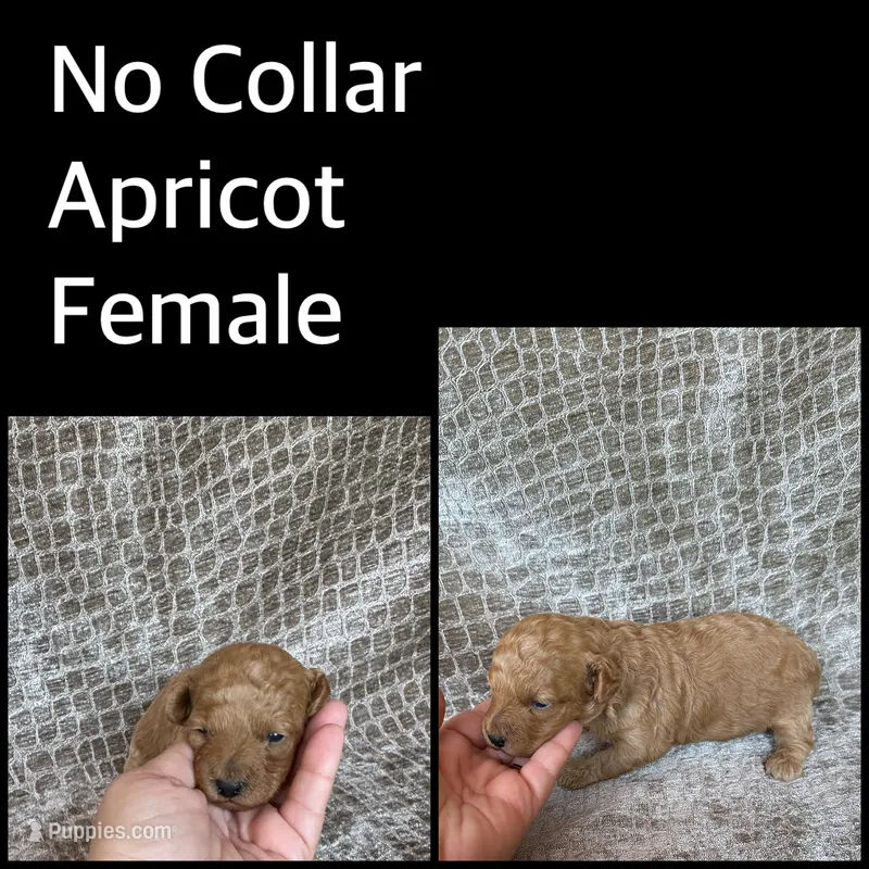 NO Collar Apricot Female – Poodle - Miniature  puppy for sale in Hot Springs, AR