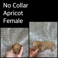 NO Collar Apricot Female, a female Poodle - Miniature  for sale in Hot Springs, AR – 1 of 1