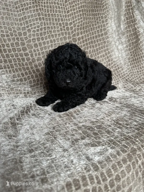 Black Male – Poodle - Miniature  puppy for sale in Hot Springs, AR