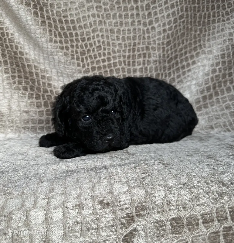 Black Male – Poodle - Miniature  puppy for sale in Hot Springs, AR