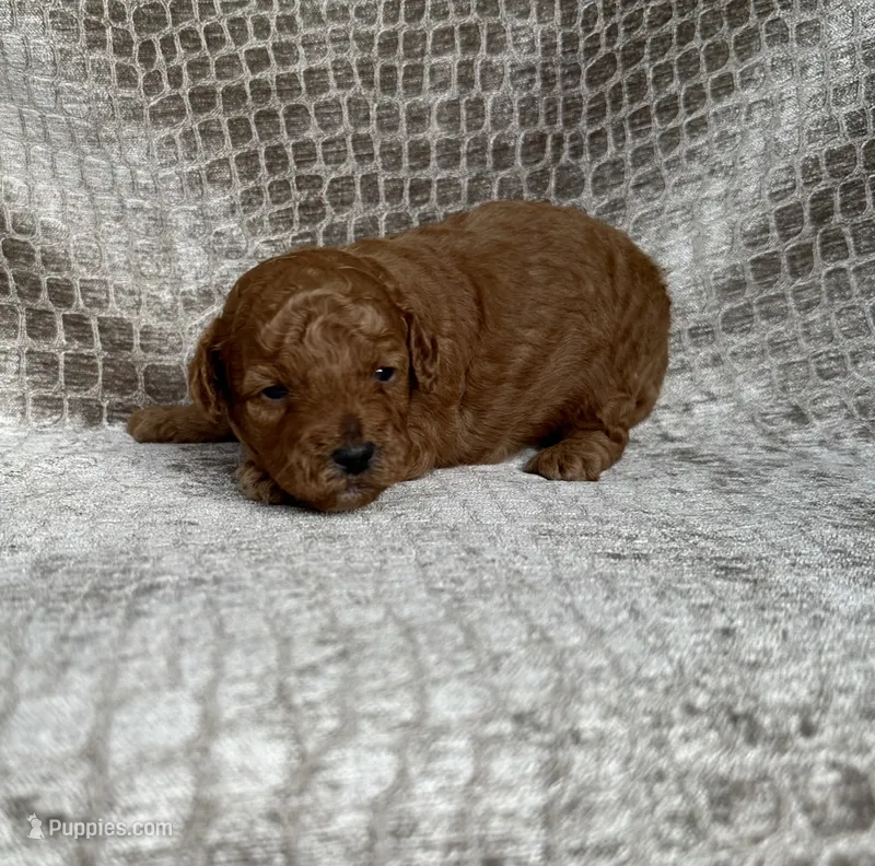 Red Male – Poodle - Miniature  puppy for sale in Hot Springs, AR