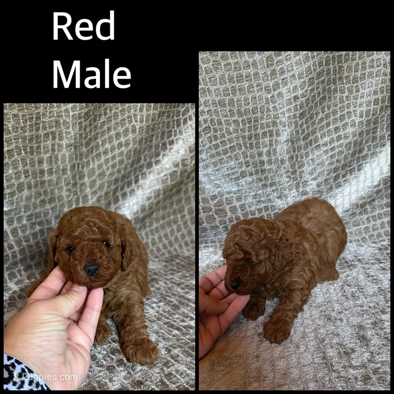Red Male Toy Poodle – Poodle - Toy  puppy for sale in Hot Springs, AR