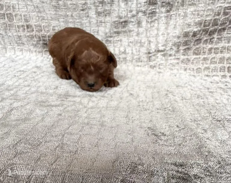 Red Female # 2 Toy Poodle – Poodle - Toy  puppy for sale in Hot Springs, AR
