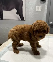 Red Male, a male Poodle - Miniature  for sale in Hot Springs, AR – 2 of 2