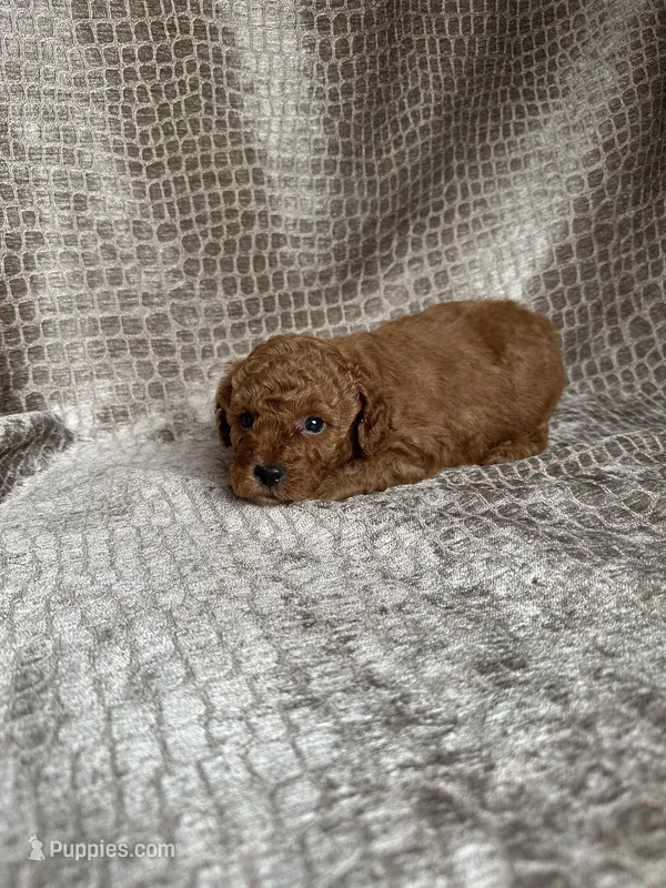 Red Male – Poodle - Miniature  puppy for sale in Hot Springs, AR