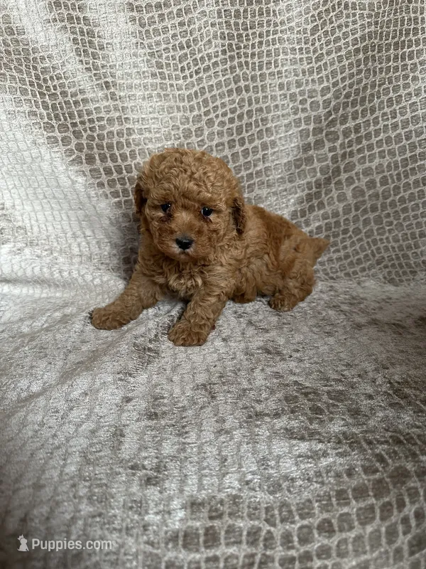 NO Collar Apricot Female – Poodle - Miniature  puppy for sale in Hot Springs, AR
