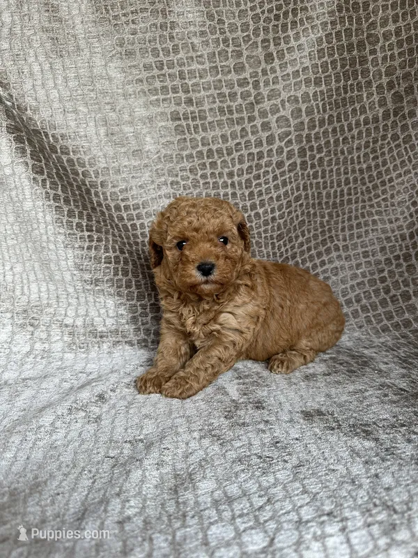NO Collar Apricot Female – Poodle - Miniature  puppy for sale in Hot Springs, AR