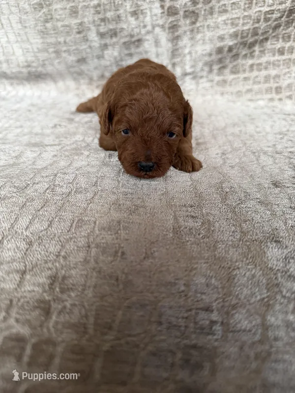 Red Female # 1 Toy Poodle – Poodle - Toy  puppy for sale in Hot Springs, AR