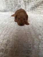 Red Female # 1 Toy Poodle, a female Poodle - Toy  for sale in Hot Springs, AR – Photo 1 of 2