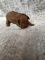 Red Female # 1 Toy Poodle, a female Poodle - Toy  for sale in Hot Springs, AR – Photo 2 of 2