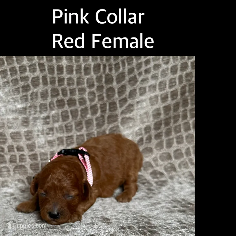 Pink Collar Red Female – Poodle - Miniature  puppy for sale in Hot Springs, AR