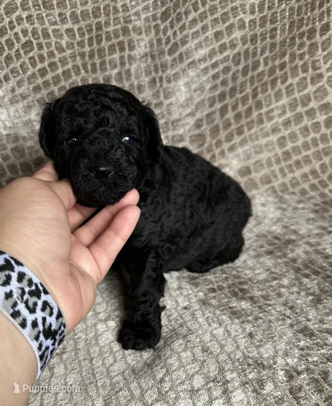 Black Male – Poodle - Miniature  puppy for sale in Hot Springs, AR