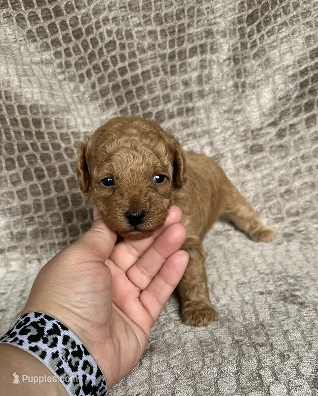NO Collar Apricot Female – Poodle - Miniature  puppy for sale in Hot Springs, AR