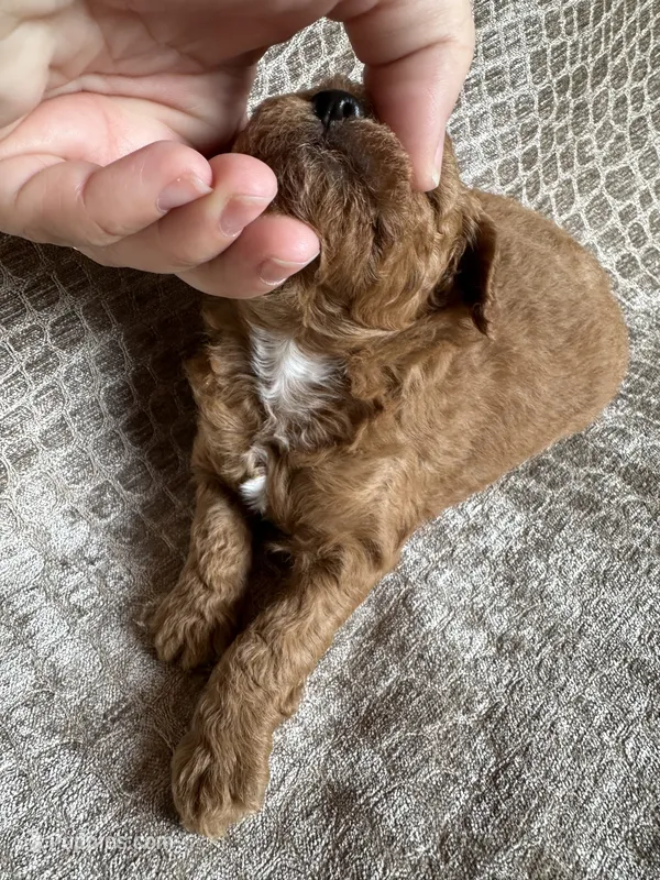 Red Male – Poodle - Miniature  puppy for sale in Hot Springs, AR