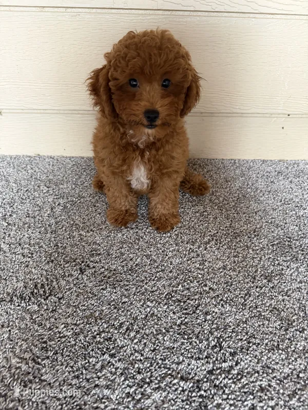 Red Male – Poodle - Miniature  puppy for sale in Hot Springs, AR