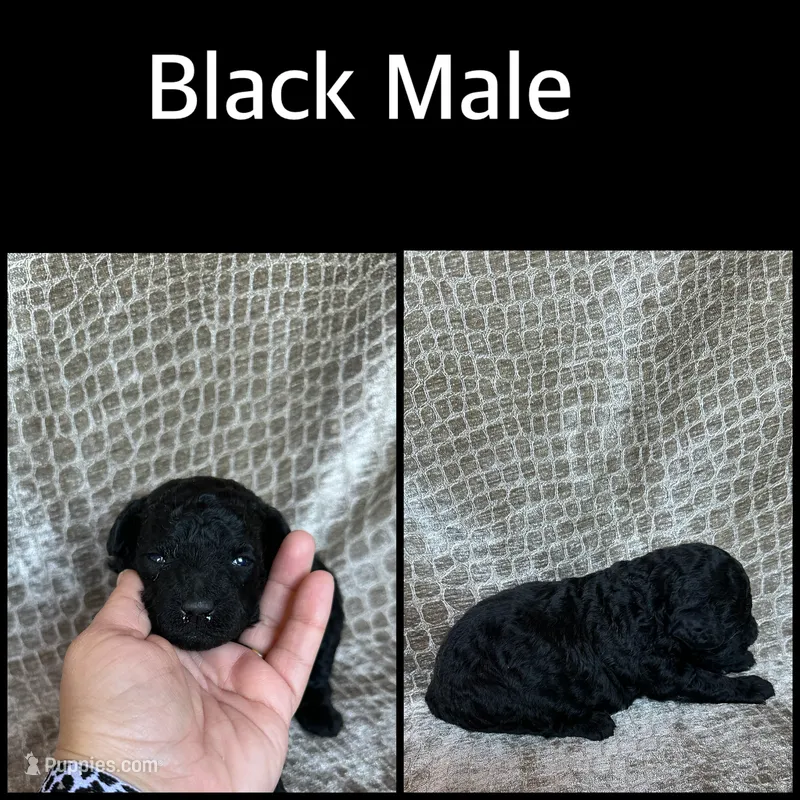 Black Male – Poodle - Miniature  puppy for sale in Hot Springs, AR