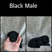 Black Male, a male Poodle - Miniature  for sale in Hot Springs, AR – 1 of 1