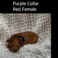 Purple Collar Red Female, a female Poodle - Miniature  for sale in Hot Springs, AR – 1 of 1