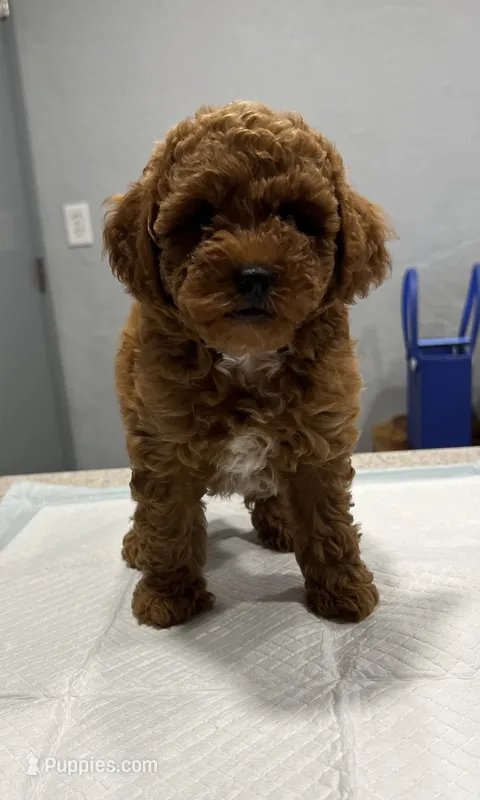 Red Male – Poodle - Miniature  puppy for sale in Hot Springs, AR