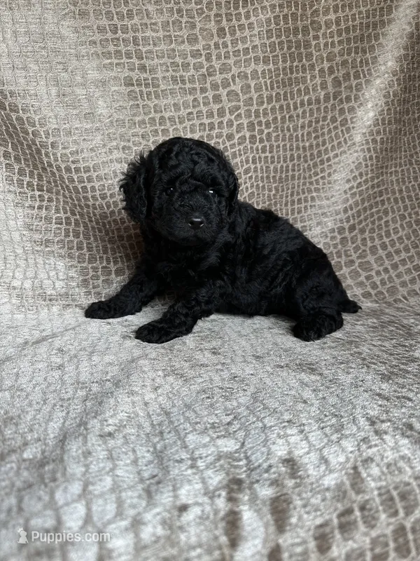 Black Male – Poodle - Miniature  puppy for sale in Hot Springs, AR