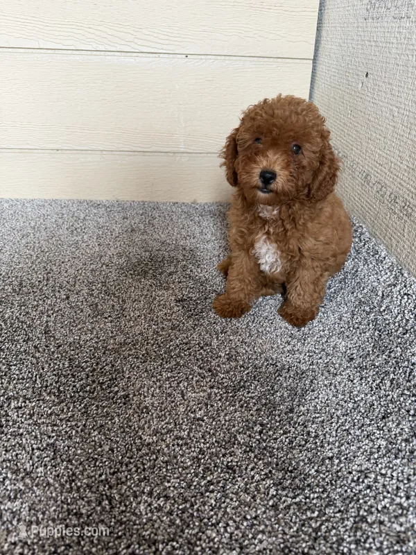 Red Male – Poodle - Miniature  puppy for sale in Hot Springs, AR