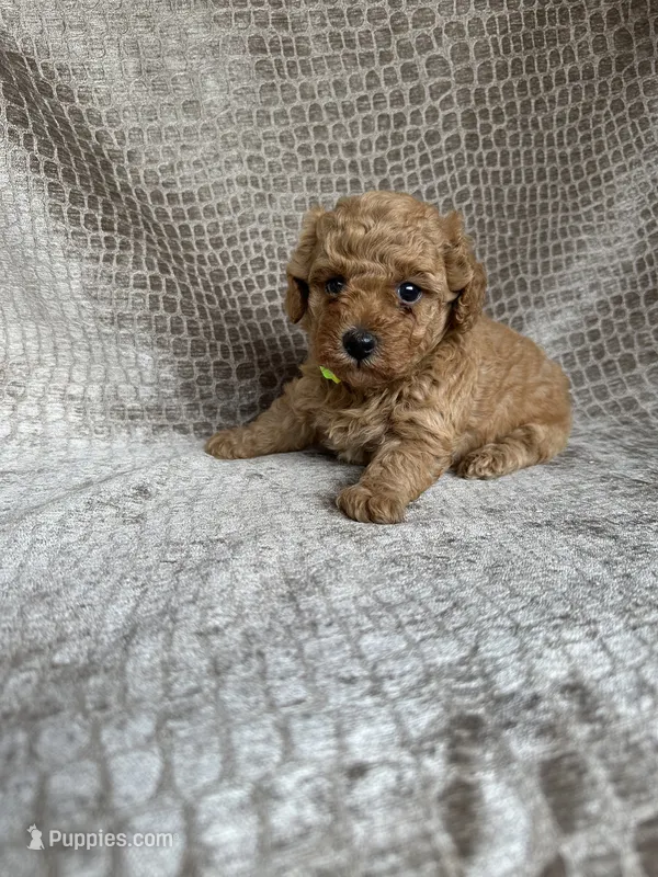 Lime Collar Apricot Female – Poodle - Miniature  puppy for sale in Hot Springs, AR