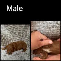 Red Male, a male Poodle - Miniature  for sale in Hot Springs, AR – 1 of 1